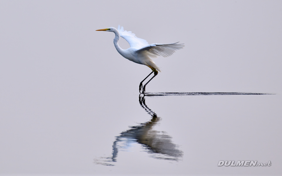 01 Great White Egret (Ardea alba)
